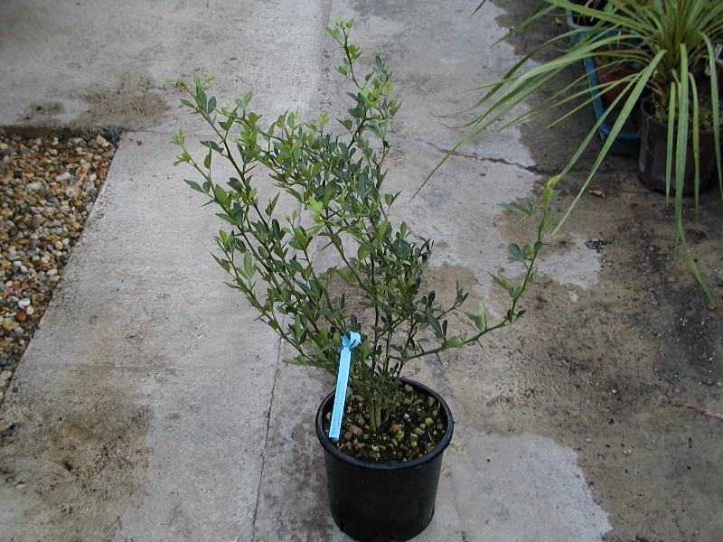 Poncirus trifoliata 60/70cm